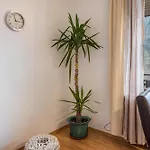 Appartement Haus Akelei